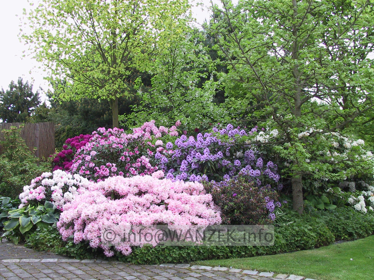 Rhododendron Hybriden in Sorten 01.jpg